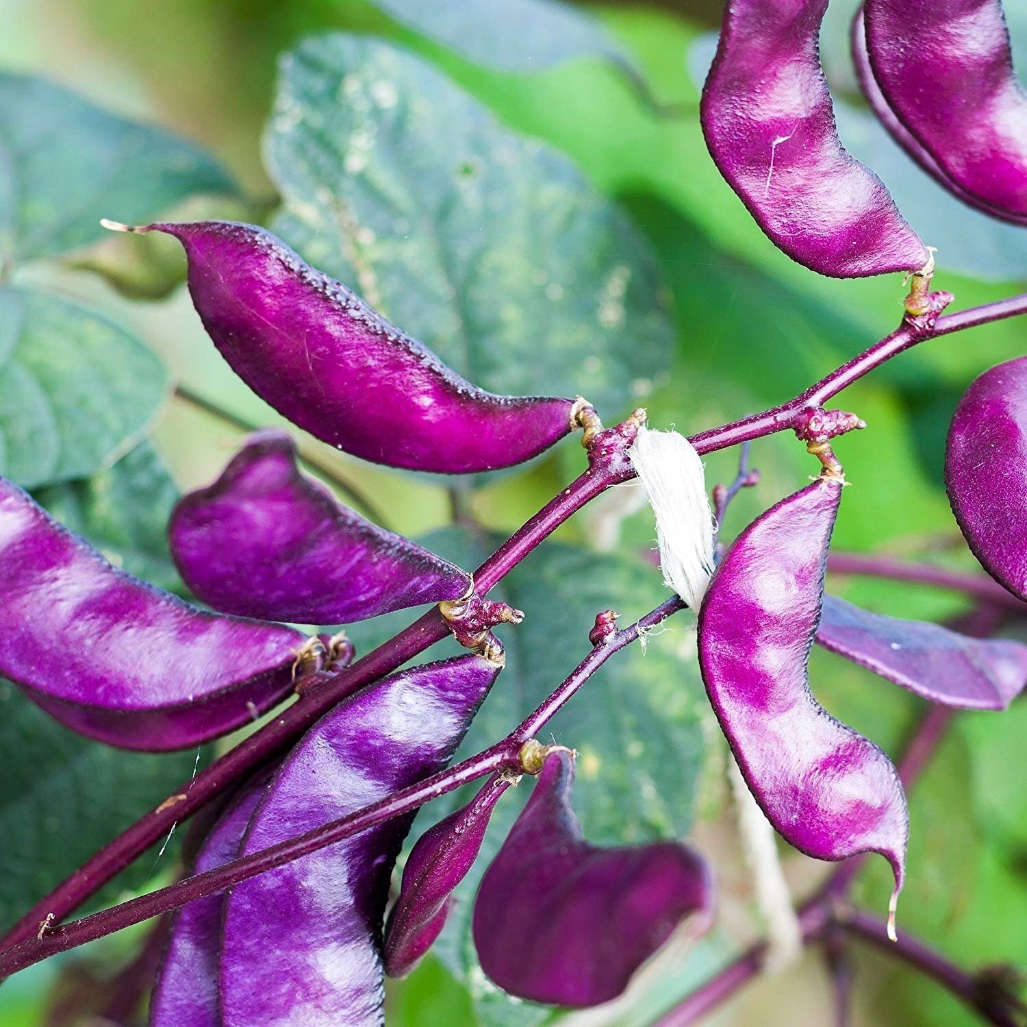 Hyacinth Bean Seed - Red Leaved Hyacinth Vine Flower Seeds - 20/100/200 Seeds(20 Seeds)