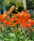 4/20/40 PCS Orange Tiger Lily Seeds Rare Bloom Flower Seeds Heirloom(4pcs)