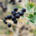 Black Goji Berry ~Lycium ruthenicum~ Himalayan Black Wolfberry Seeds ~ Rare, Self-Fertile Superfruit ~ Russian Boxthorn(4 Seeds)