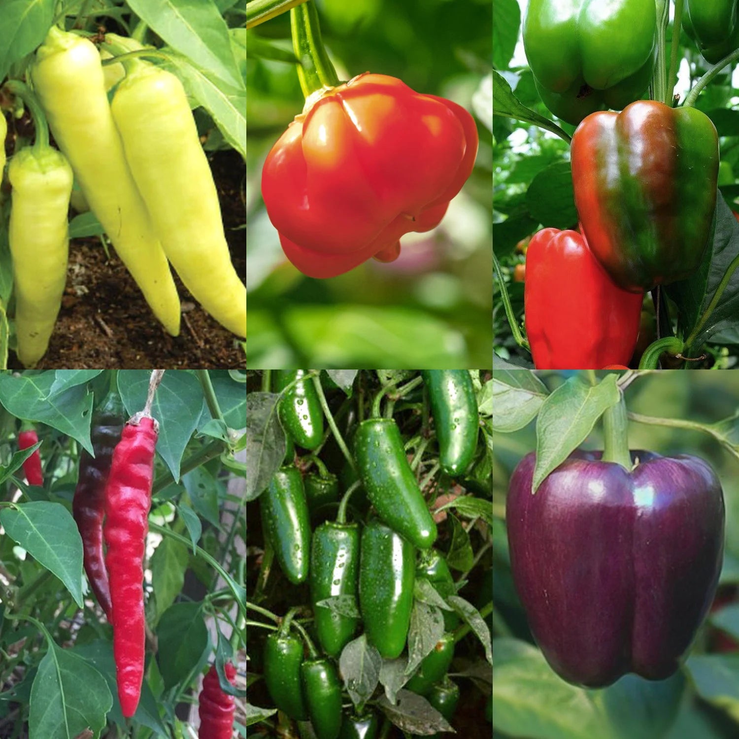 Pepper Organic Seed Kit - Sweet Banana, Habanero, Sweet Pepper, Cayenne, Jalapeño, Purple Pepper - Heirloom, Open Pollinated, Non GMO(10 Seeds)