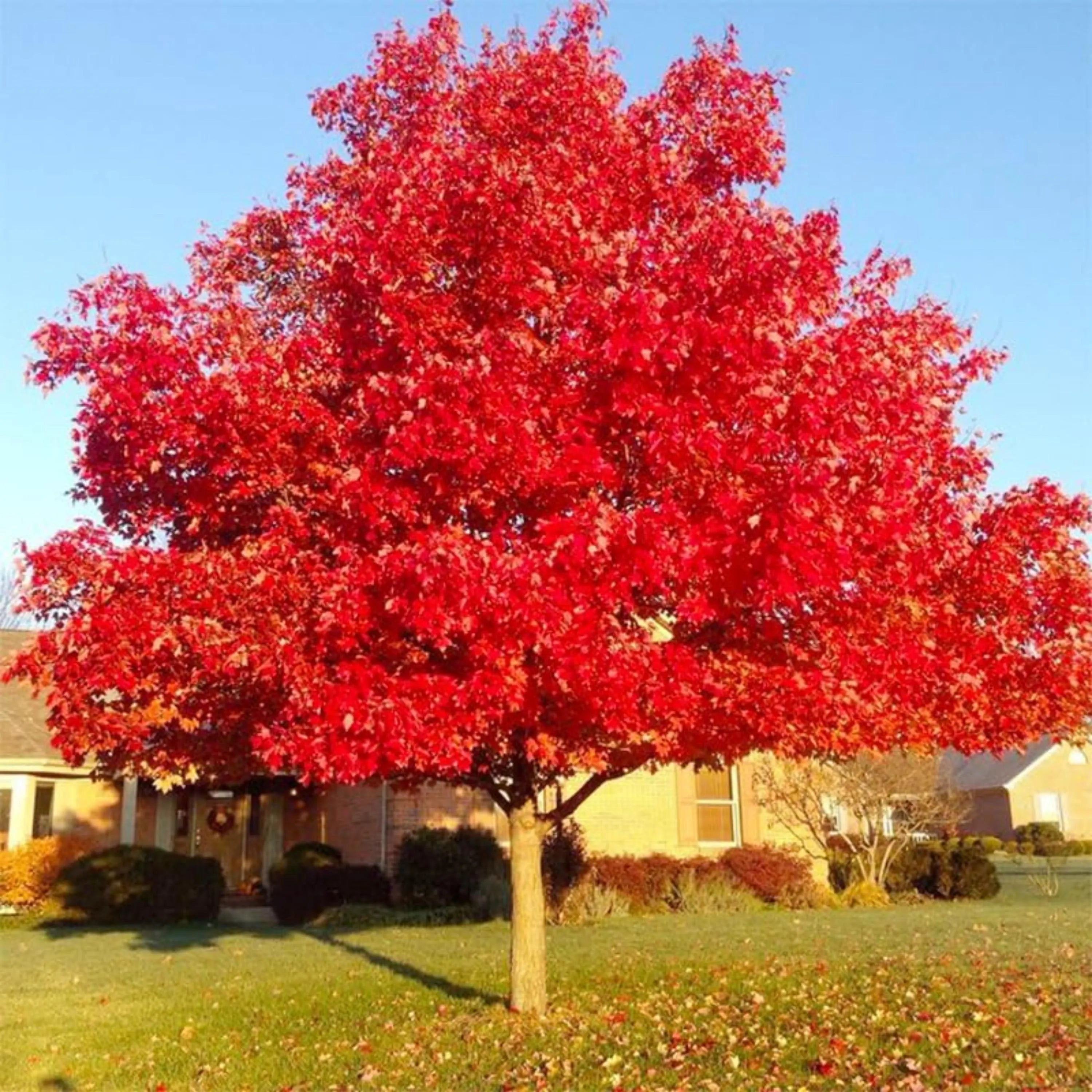 Red Maple Tree Seeds (4/20/40+): Heirloom, Non-GMO, Vibrant Foliage(4 Seeds)