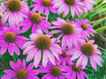 10/50/100 Purple Coneflower Seeds  Easy to Grow Perennial Wildflower | Attracts Bees  Butterflies | Non-GMO Heirloom(10 Seeds)