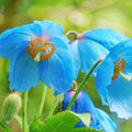 40/200/400 of BLUE HIMALAYAN POPPY Tibetan Meconopsis Betonicifolia Flower Seeds Home Garden(40 Seeds)