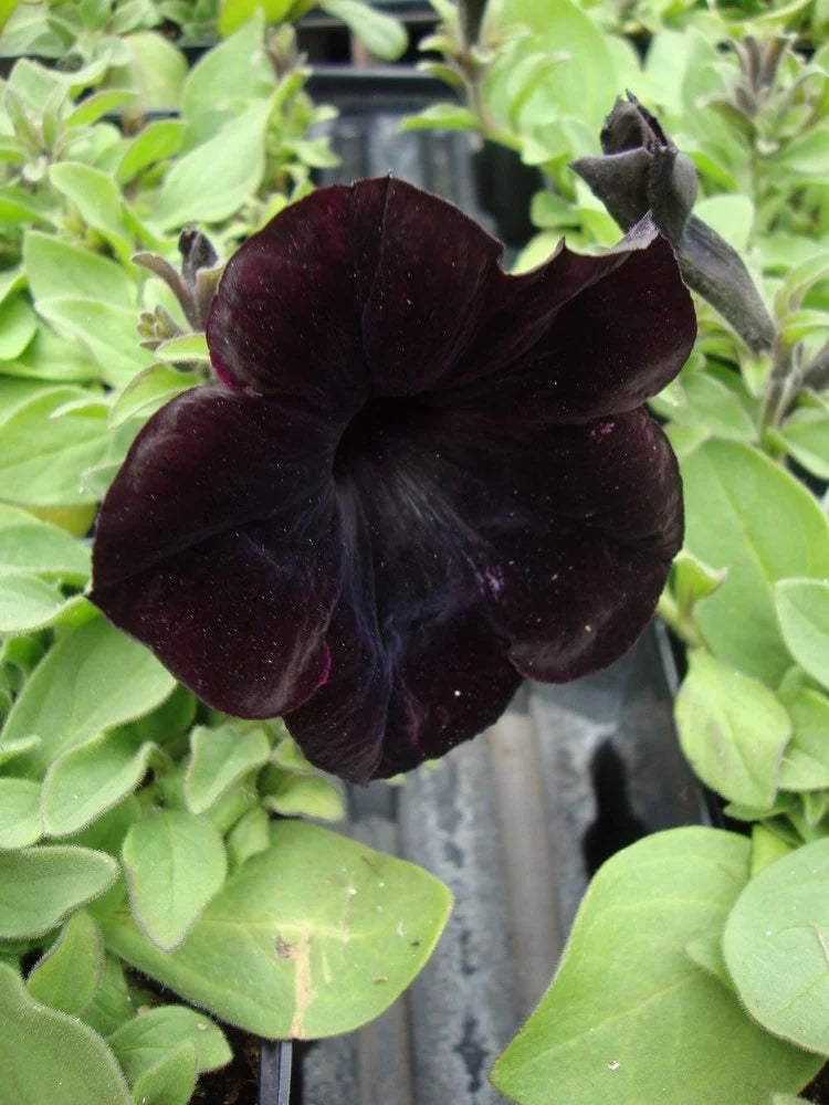 Black Petunia Seeds, Blackberry Sophistica, Petunia Hybrida(20 Seeds)