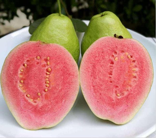 4/20/40Pcs seeds Lemon Guava Fruit Tree Seeds psidium Guajava(4 Seeds)
