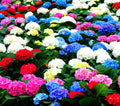 10/50/100 Pcs Mixed Blue Hydrangea Seeds Giant Snowball Hydrangea Non GMO Heirloom Flower(10 Seeds)