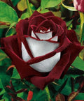 20/100/200Pcs Osiria Rose Hybrid Seeds Fresh Exotic Blood Red and White Rose seed(20 Seeds)