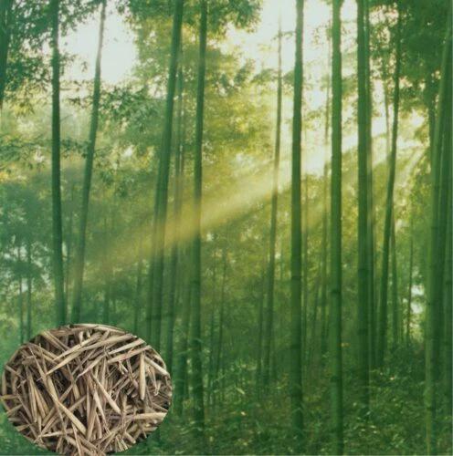 Giant Moso Bamboo Seeds: Fast Growing Evergreen Privacy Plant(10 Seeds)