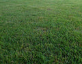 Zenith Zoysia Grass Seeds – 1000+(1000 Seeds)
