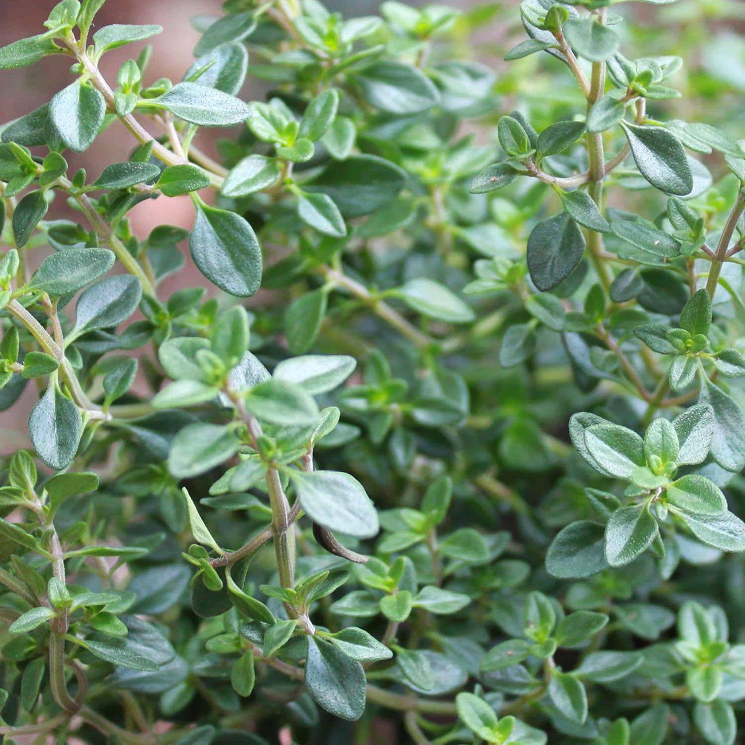 Thyme Seeds - Organic, Heirloom, Open Pollinated, Non GMO - Grow Indoors, Outdoors, In Pots, Grow Beds, Soil, Hydroponics  Aquaponics(200 Seeds)