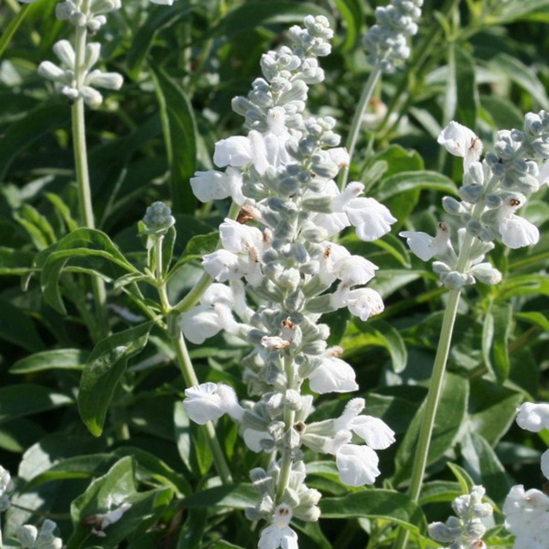 White Victory Salvia Seeds - 200 Pcs Perennial, Compact, Heavy Blooming  Drought-Tolerant Sage Seeds for Planting Fragrant White Blooms for Butterfly  Hummingbird Gardens  Landscaping(200 Seeds)