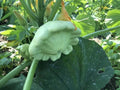 Squash Pattypan summer squash seeds 6/30/60(6 Seeds)