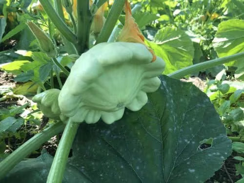 Squash Pattypan summer squash seeds 6/30/60(6 Seeds)