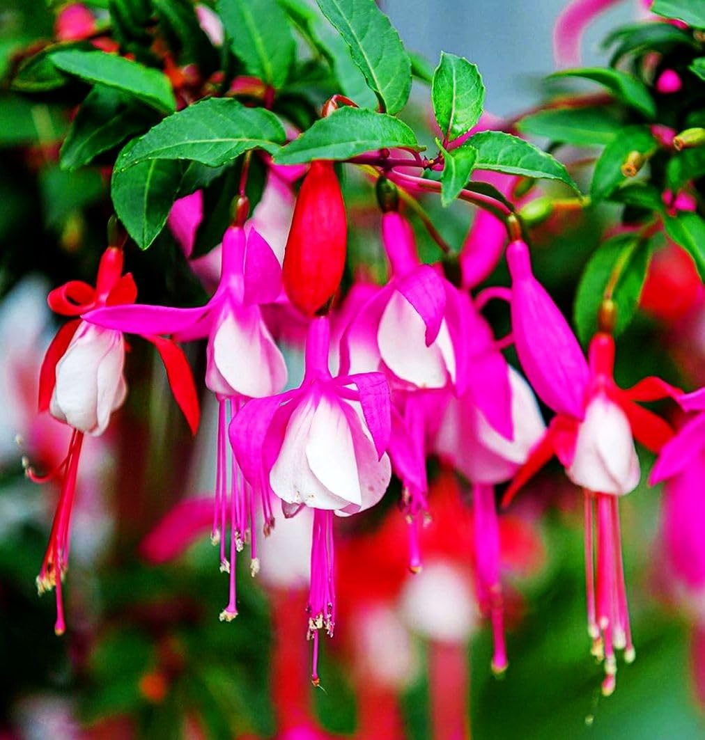 Fuchsia Flower Seeds Perennial Home Plant Bonsai 200 Pcs Seeds(200 Seeds)