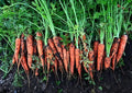 Heirloom Danvers Carrot Seeds: Classic Sweet Orange Variety(400 Seeds)