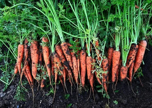 Heirloom Danvers Carrot Seeds: Classic Sweet Orange Variety(400 Seeds)