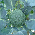 De Cicco Broccoli Seeds 660+ Vegetable Garden ITALIAN HEIRLOOM(660 Seeds)