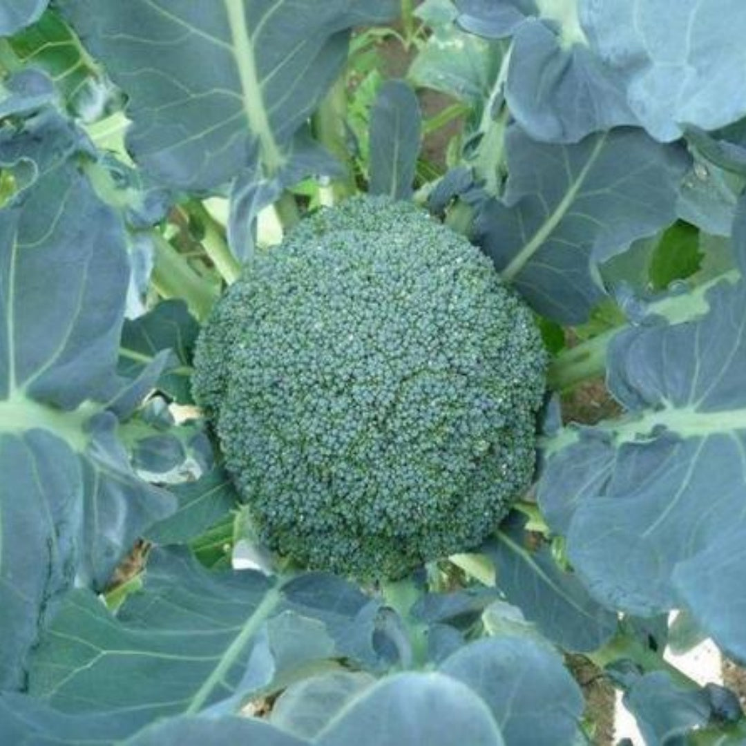 De Cicco Broccoli Seeds 660+ Vegetable Garden ITALIAN HEIRLOOM(660 Seeds)