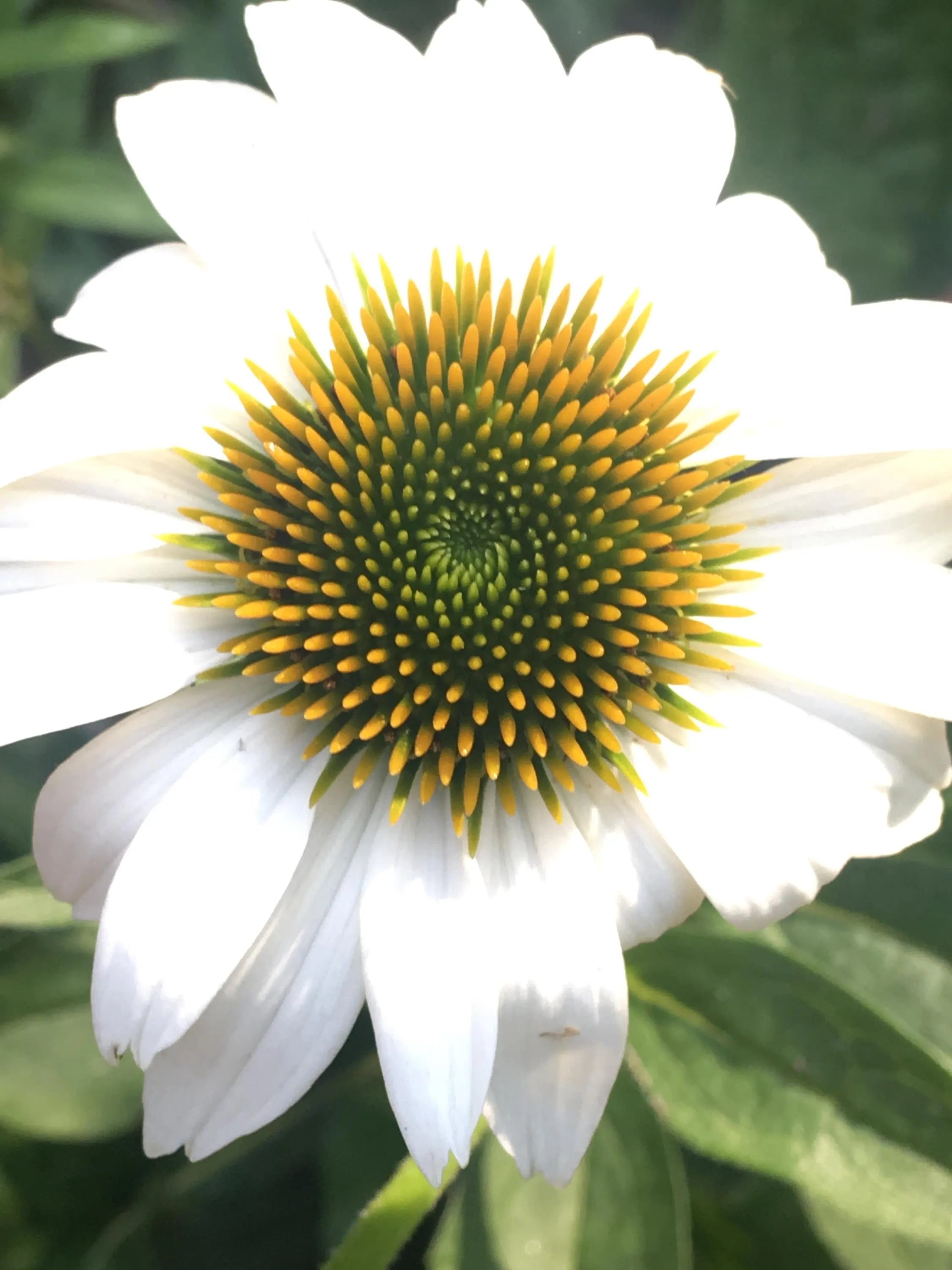 coneflower Echinacea Pow Wow flower seed 10/50/100(10 Seeds)