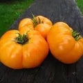 Beefsteak Tomato Seeds(5 Seeds)