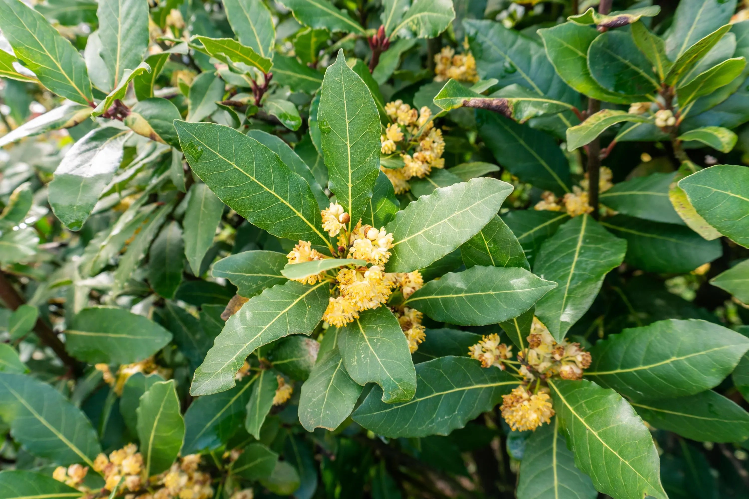 Laurus Nobilis Bay Leaf Seeds, Laurel Tree Seeds, Herb Garden Seeds, Culinary Bay Seeds, Aromatic Herb Plant, Kitchen Garden(10 Seeds)