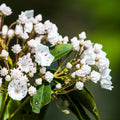 White Mountain Laurel Seeds– Live Bare Root Plant , Kalmia latifolia Shrub, Hardy Native Flowering Plant for Garden, Landscaping, Borders(10 Seeds)