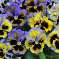Yellow (Blue Swirl Pansy) Seeds - Cold Resistant - Self-Pollinating - Draft Resistant - Plant in late Summer/Spring(10 Seeds)