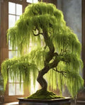 Hey Dina Willow Bonsai Tree - Fast Growing Seeds - Outdoor/Indoor(60 Seeds)