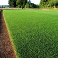 1000/5000/10000 Emerald Zoysia Grass Seeds: Drought  Shade Tolerant Lawn Turf(1000 Seeds)