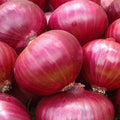 Red Grano Onion Seeds 20/100/200+ Mild Short Day Vegetable Heirloom USA(20 Seeds)