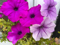 Petunia Wave Tie Dye  Flower seeds Heirloom USA NJ Grower see my store for largest selection(10 Seeds)