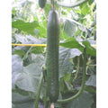 Holland Hothouse  F1 Cucumber Seeds(8 Seeds)