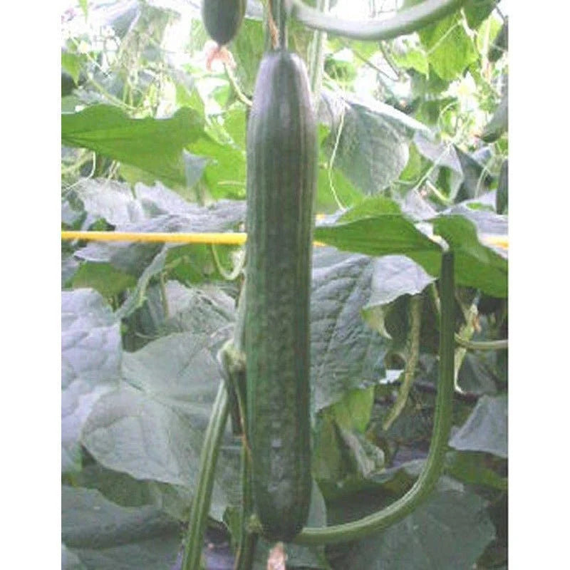 Holland Hothouse  F1 Cucumber Seeds(8 Seeds)