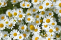 500/2500/5000 GERMAN CHAMOMILE Matricaria Recutita Chamomilla Herb Flower Seeds(500 Seeds)