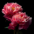 10/50/100 Pcs Pink Peony Seeds - Large Double Bloom Flower Seeds(10 Seeds)
