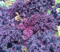 Kale scarlet Red veined Ruffled heirloom seeds 10/50/100(10 Seeds)