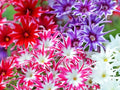 Twinkle Mix Phlox Seeds | Phlox Drummondii | Non-GMO | Flower Seeds | Seed Store(6 Seeds)