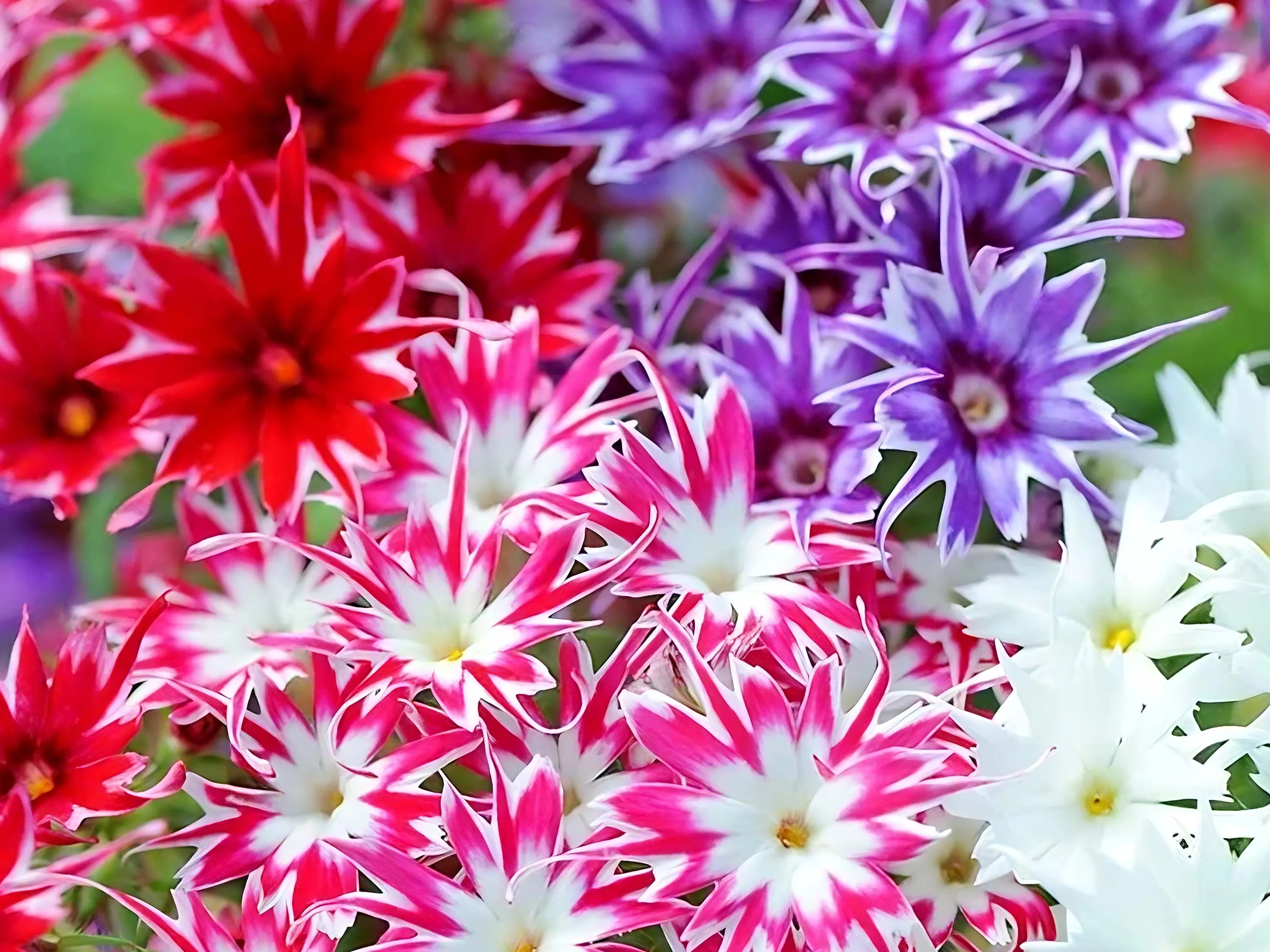 Twinkle Mix Phlox Seeds | Phlox Drummondii | Non-GMO | Flower Seeds | Seed Store(6 Seeds)