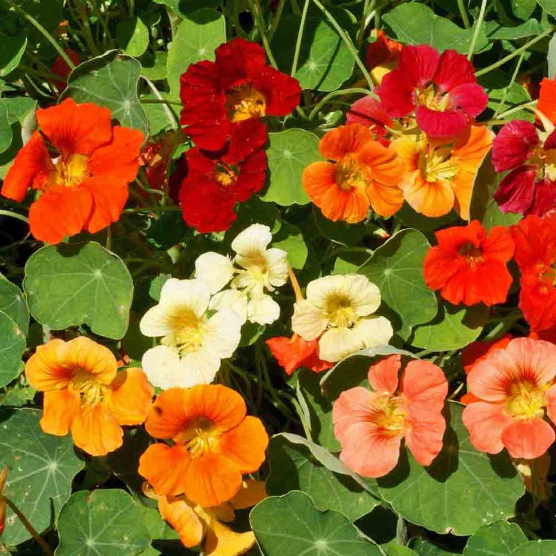 Nasturtium (seeds) Mix Colorful Edible Flower Variety Pack Climbing Trailing Annual Garden Heirloom Orange Red Yellow Coral Bloom Flower(20 Seeds)