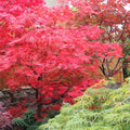 Chitoseyama Japanese Maple Tree (Acer Palmatum;Chitoseyama;) Seeds(2 Seeds)