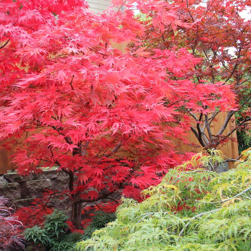 Chitoseyama Japanese Maple Tree (Acer Palmatum;Chitoseyama;) Seeds(2 Seeds)