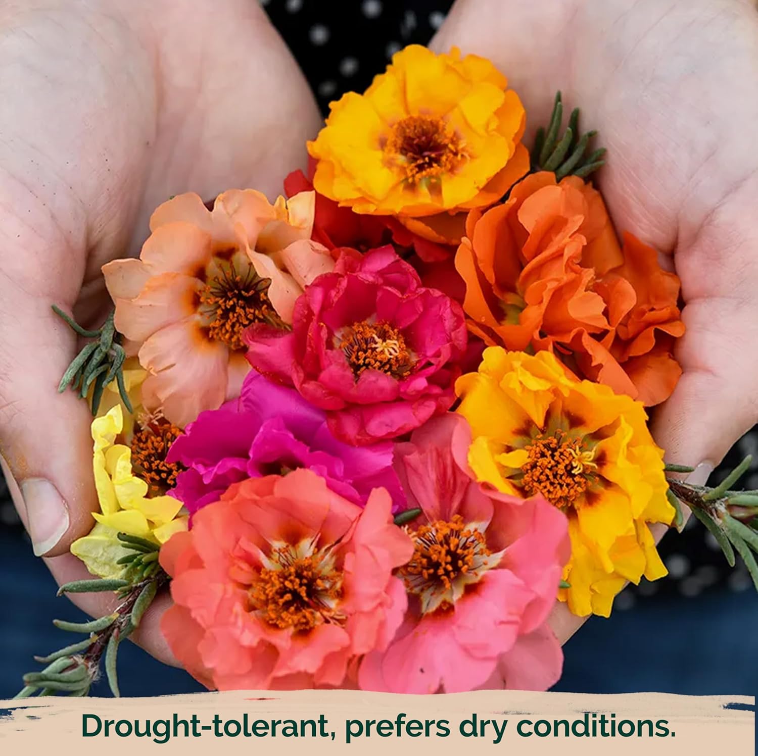 40/200/400 Mix Double Moss Rose Seeds for Planting (Portulaca Grandiflora) - Non-GMO  Heirloom Ground Cover - Purslane Flower Seeds to Plant Outside, Beds  Yards  Flower Garden(40 Seeds)