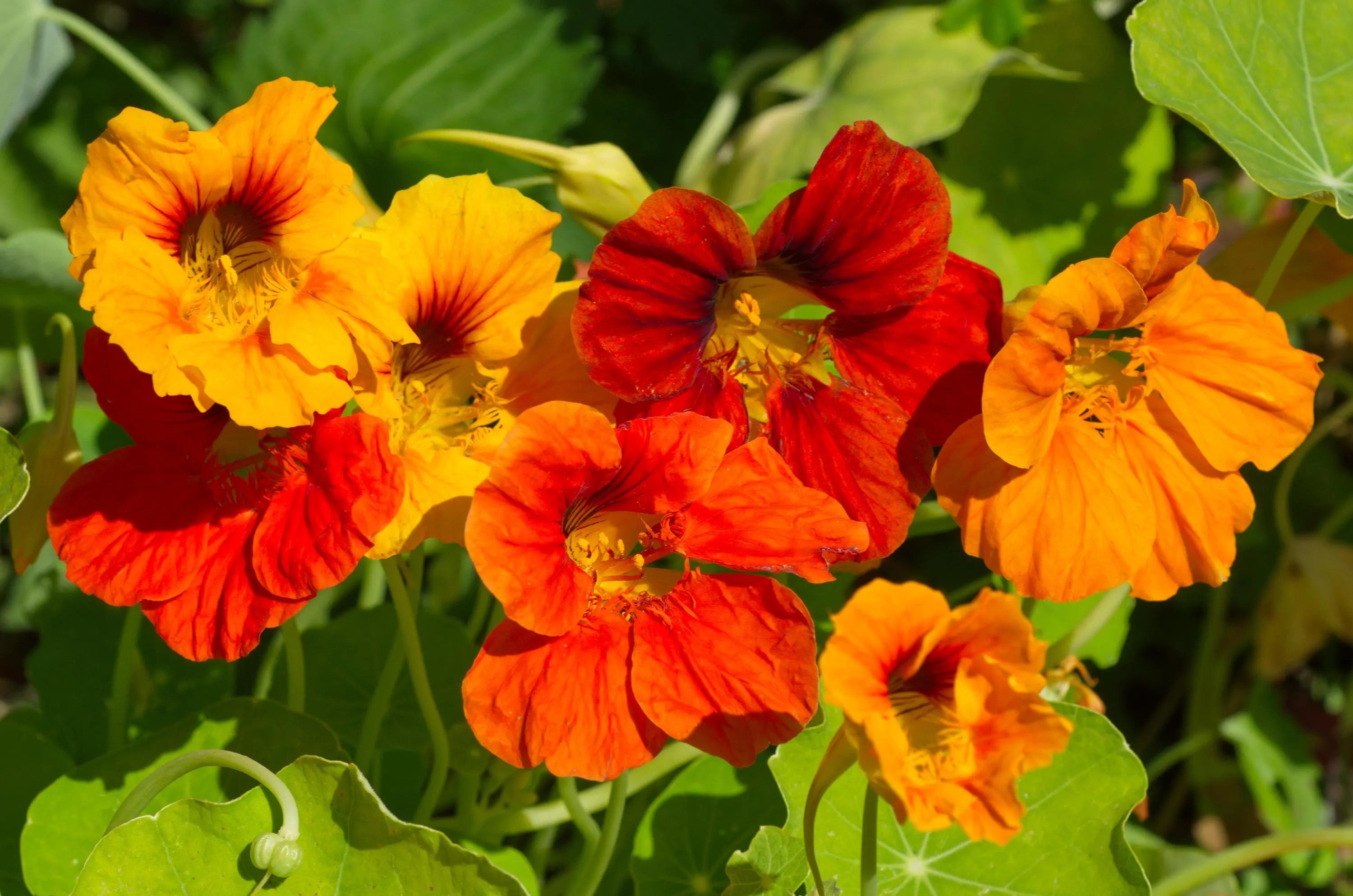 Nasturtium Jewel Mix Dwarf Heirloom Flower Seeds(10 Seeds)
