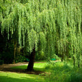 6/30/60 Weeping Willow Bonsai Seeds | Thick Trunk Tree | Rare Green Willow(6 Seeds)