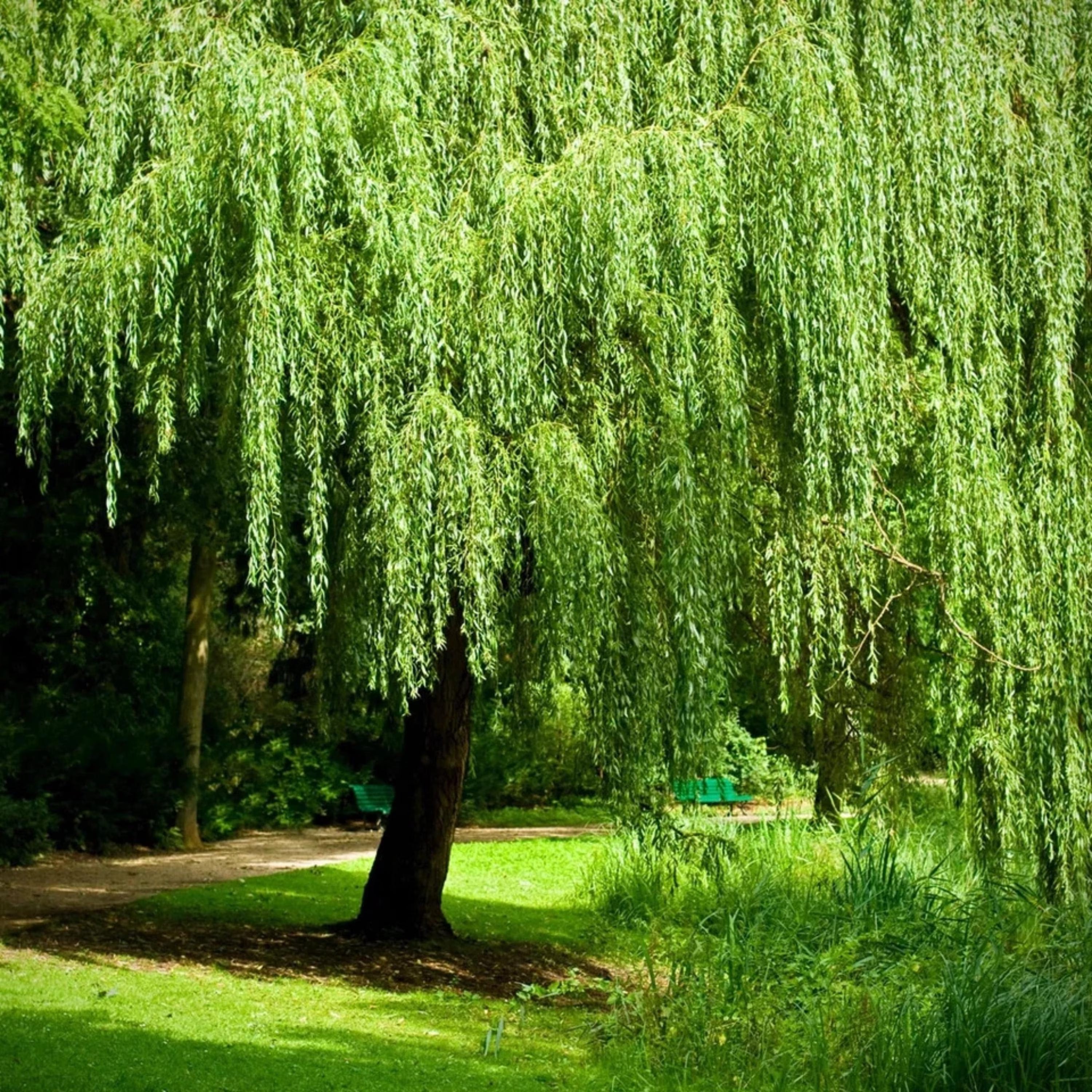 6/30/60 Weeping Willow Bonsai Seeds | Thick Trunk Tree | Rare Green Willow(6 Seeds)