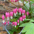 Bleeding Hearts 2/10/20 Flower Seeds(2 Seeds)