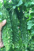 20 India Bitter Gourd Seeds, Bitter Melon Seeds, Kho Qua Rung, Organic India Hybrid Bitter Gourd Seeds/Bitter Melon Kho Qua an do(20 Seeds)