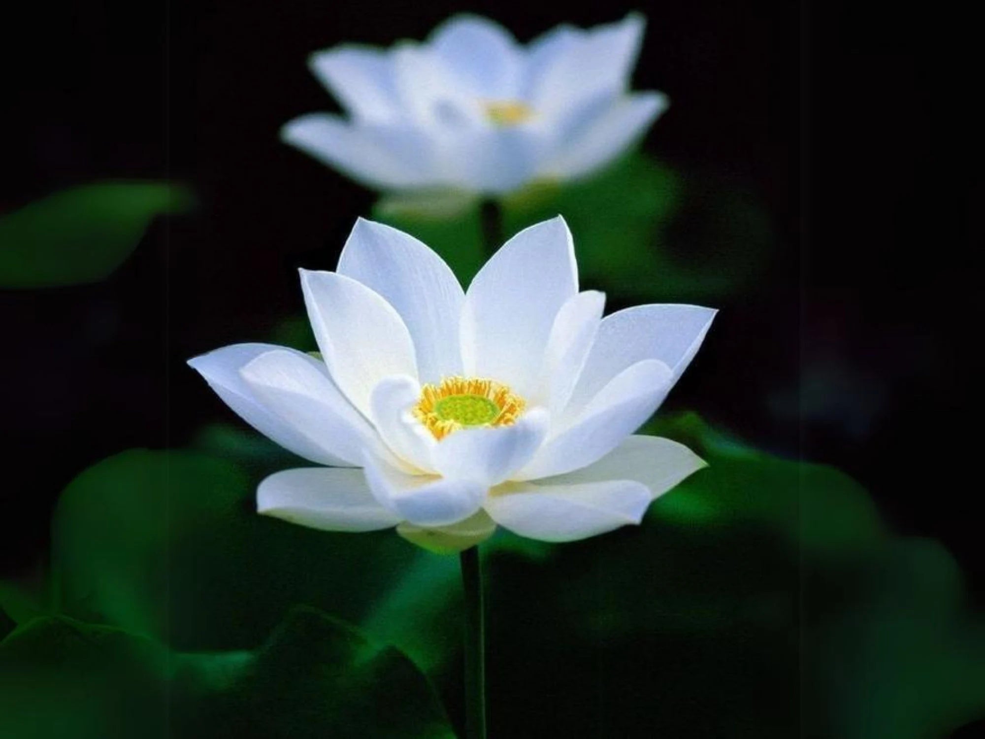 40/200/400+ Rare Seeds| Flower Rain Lotus Seeds - Indian Lotus (Nelumbo nucifera) Seeds- Flower Seeds - Pond Decoration – Exotic Aquatic Flower(40 Seeds)