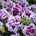 Double Pirouette Purple Petunia Seeds, Pelleted for easier sowing and germination, Petunia Hybrida(10 Seeds)