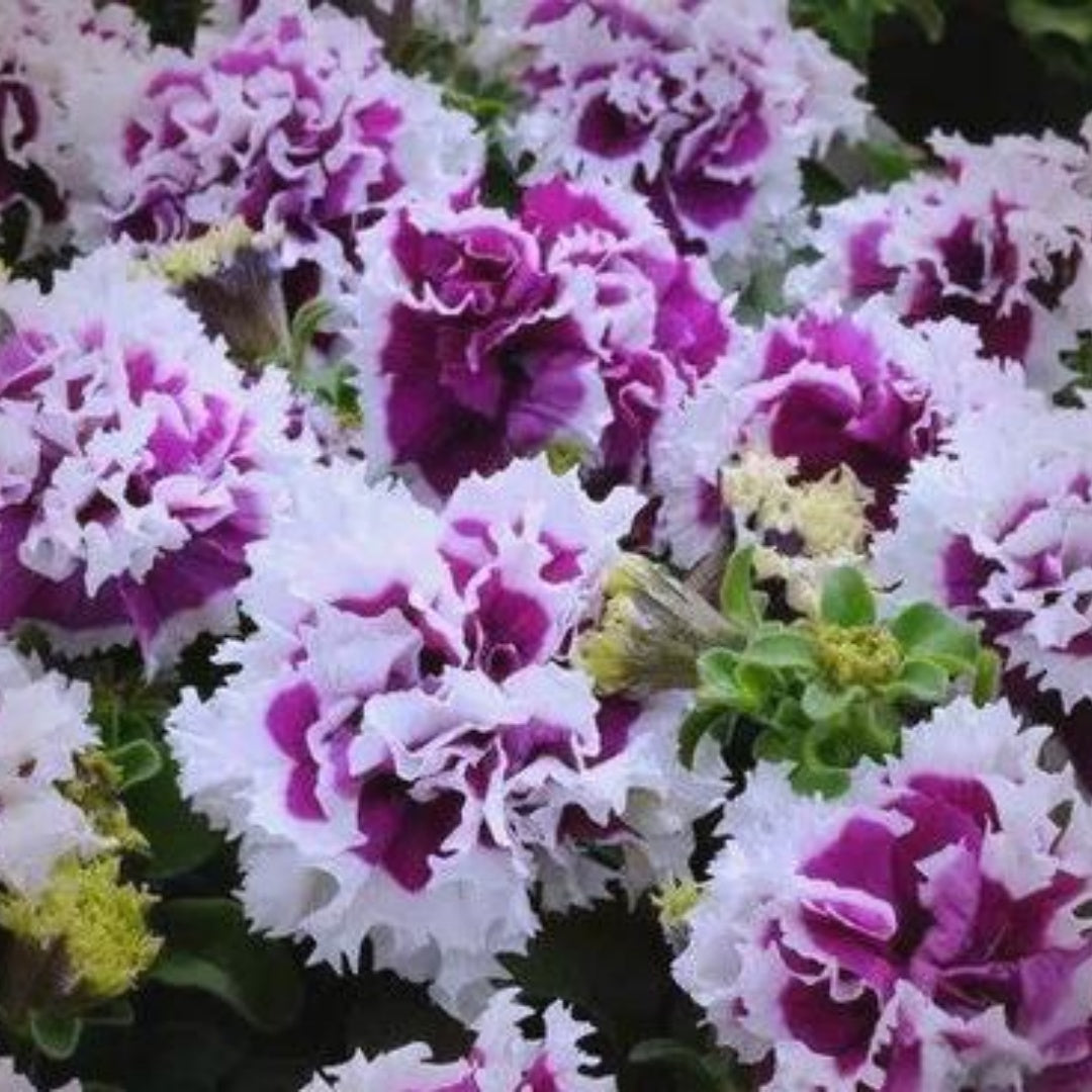 Double Pirouette Purple Petunia Seeds, Pelleted for easier sowing and germination, Petunia Hybrida(10 Seeds)